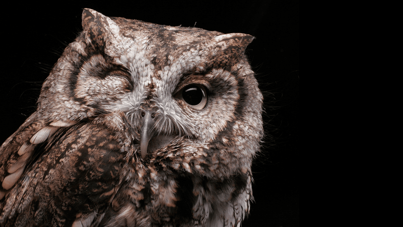 Nelle the Red-Tailed Hawk and Odin the Screech Owl Nelle the Red-Tailed Hawk and Odin the Screech Owl