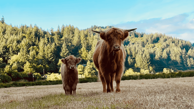 Nelson Family Farmstead, North Bend, OR