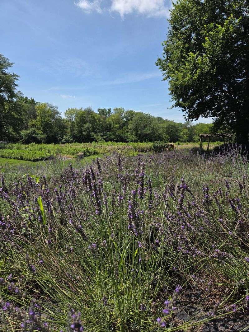 Nettle Creek Lavender Farm, Morris, IL Nettle Creek Lavender Farm, Morris, IL
