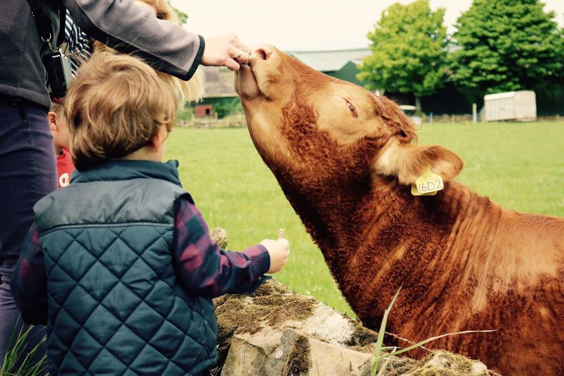 Newton Farm Holidays and Tours, Angus, Scotland