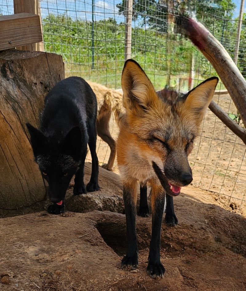 Nomads Animal Encounter and Its Rural Oklahoma Home Nomads Animal Encounter and Its Rural Oklahoma Home