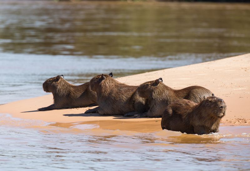 Northern Pantanal, Mato Grosso, Brazil