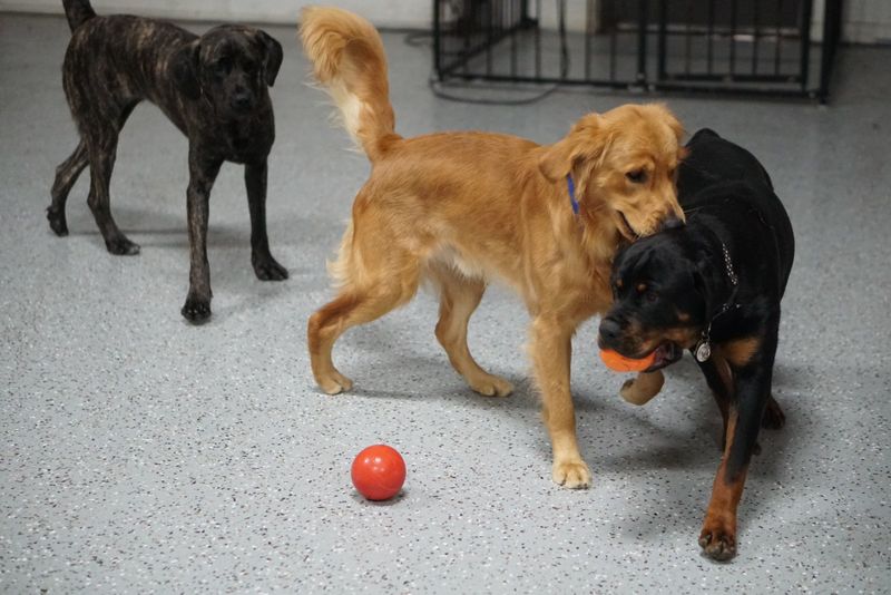Not Your Average Dog Daycare Not Your Average Dog Daycare
