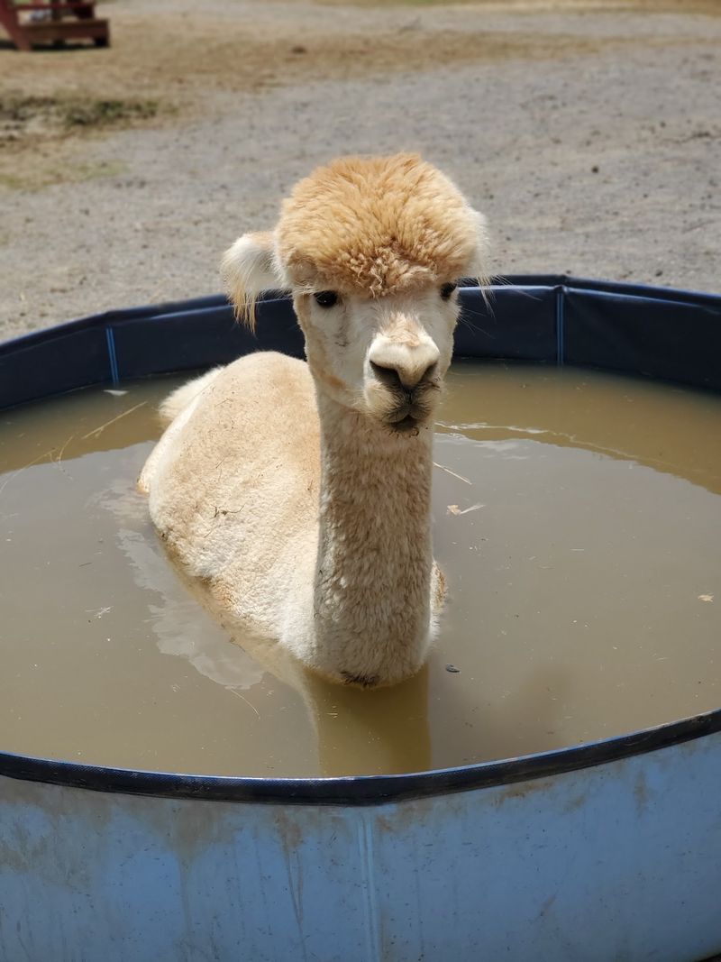Not a Petting Zoo, and Proud of It Not a Petting Zoo, and Proud of It