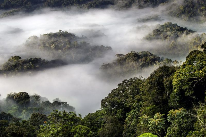 Nyungwe Forest, Rwanda