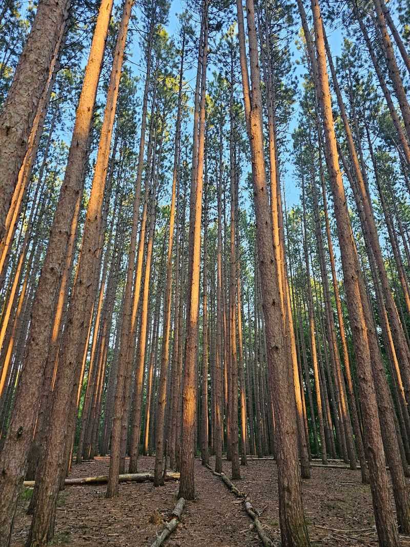 Oak Openings Preserve Metropark, Swanton, OH