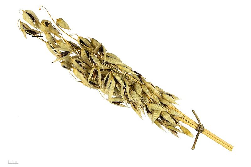 Oats Oats