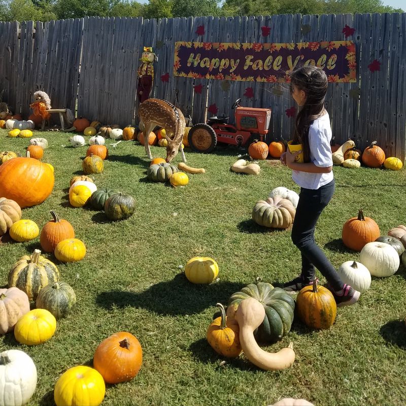 October Pumpkin Patch and Seasonal Events October Pumpkin Patch and Seasonal Events