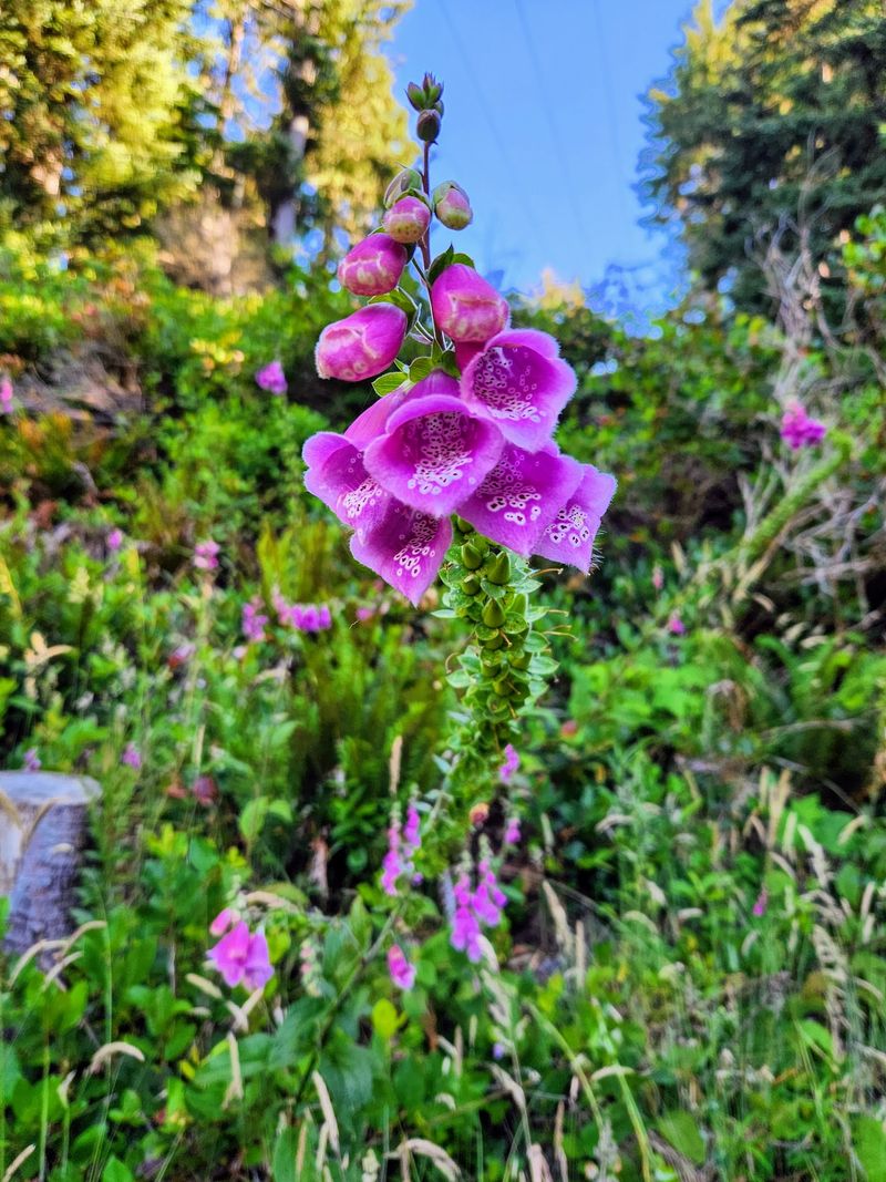 Old-Growth Spruce and Pink Foxgloves
