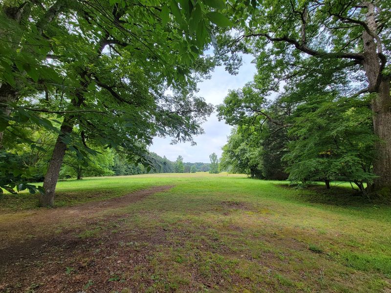 Old-Growth Trees and the Ceremonial Field Old-Growth Trees and the Ceremonial Field