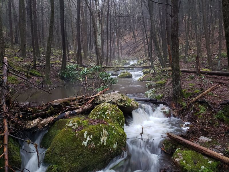 Old Growth and Wild Areas: Where Nature Runs the Show