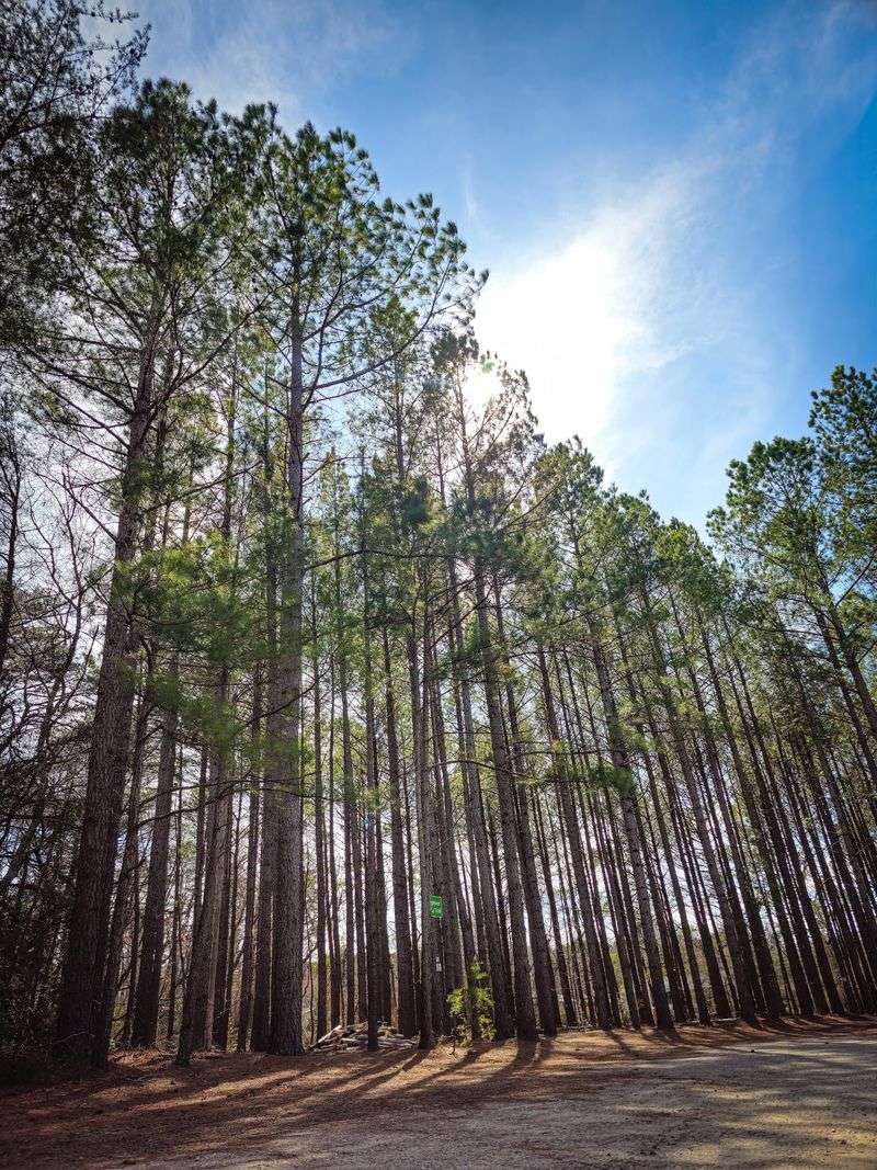 Old Woods With New Turns