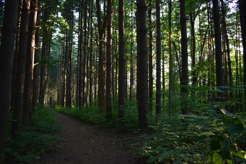 On-Property Hiking Trails Through the Woods