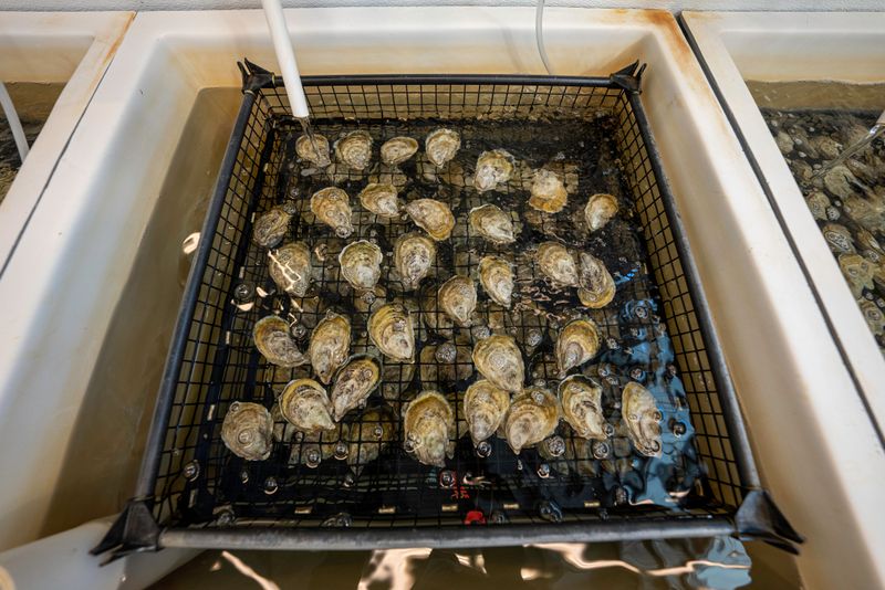 One Oyster Can Filter Around 50 Gallons of Water Per Day One Oyster Can Filter Around 50 Gallons of Water Per Day