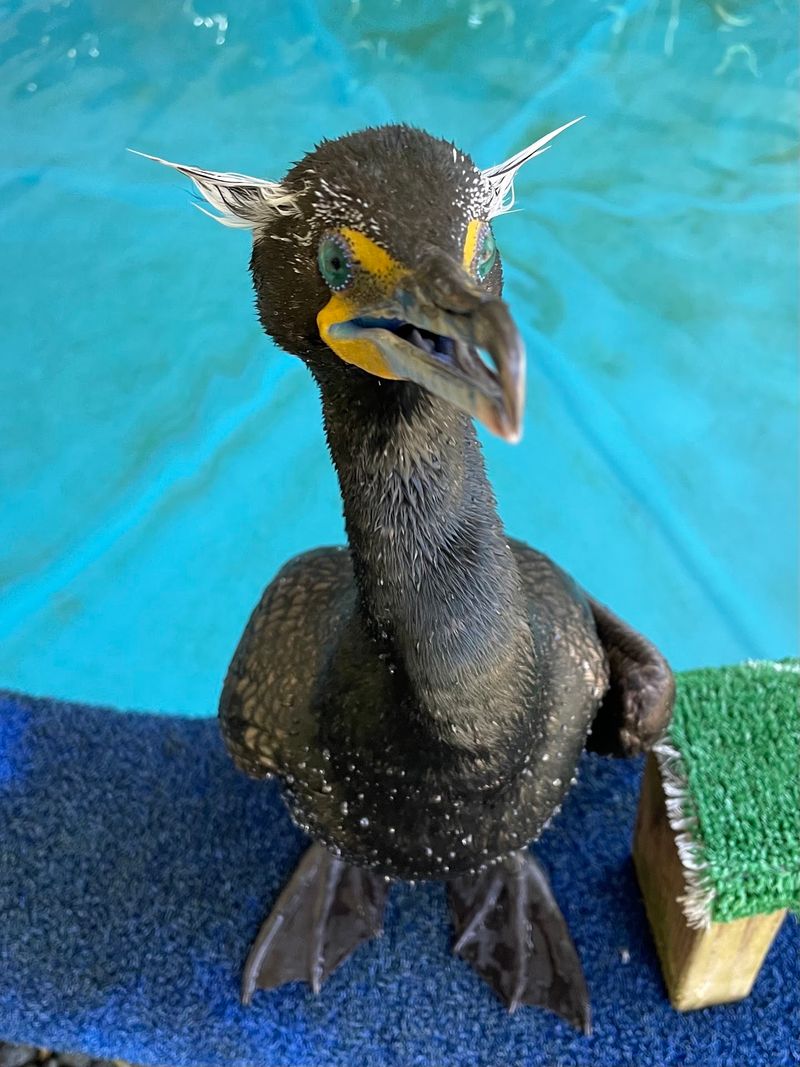 One of the Few Places That Rehabilitates Seabirds One of the Few Places That Rehabilitates Seabirds