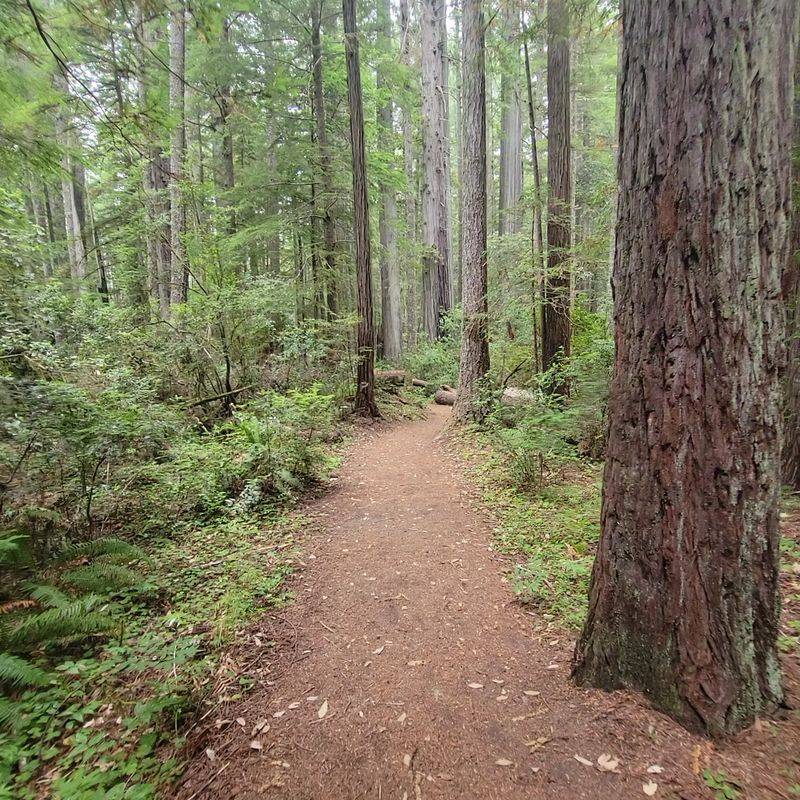 Oregon Redwoods Trail Oregon Redwoods Trail