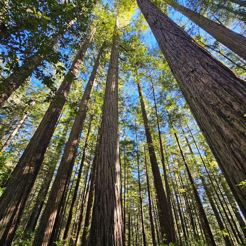 Oregon Redwoods Trail Oregon Redwoods Trail