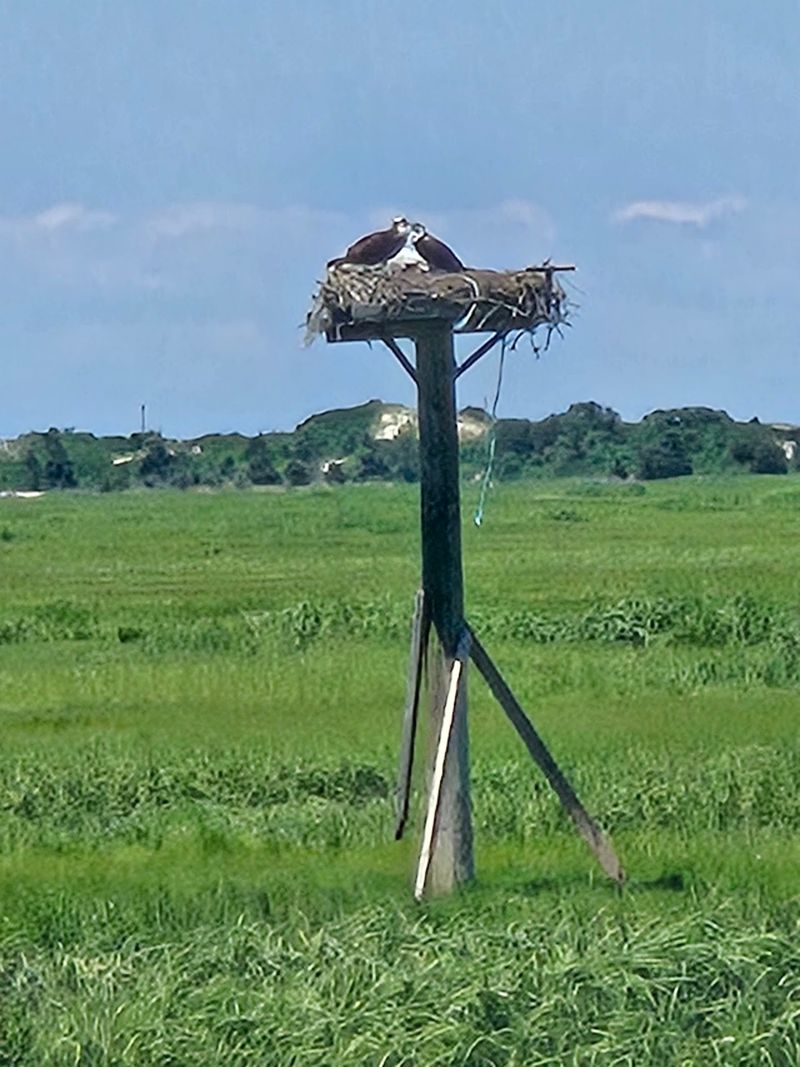 Osprey Season Overhead Osprey Season Overhead