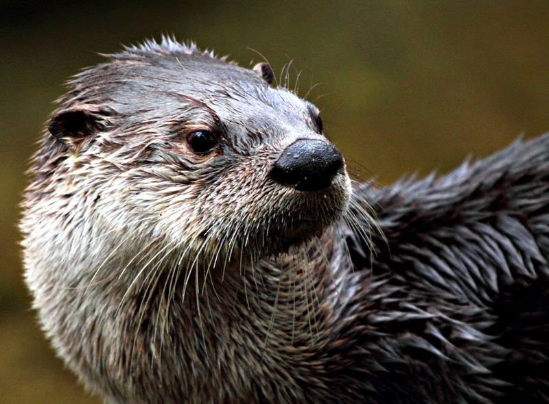 Otters, Badgers, Birds, and Surprising Little Characters Otters, Badgers, Birds, and Surprising Little Characters