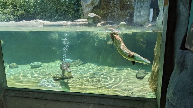Otters, Eagles, and Outdoor Animal Habitats