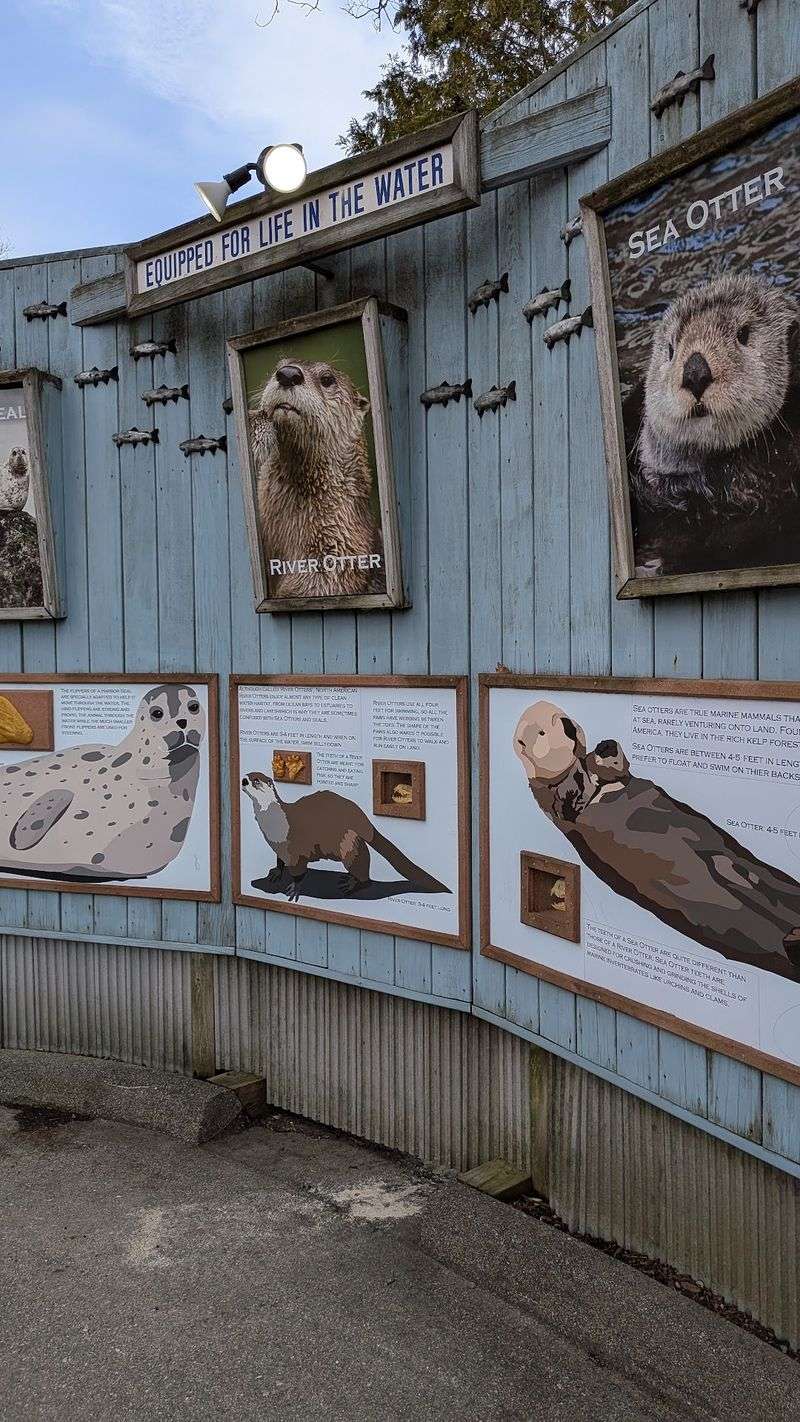Otters That Actually Stay Awake Otters That Actually Stay Awake