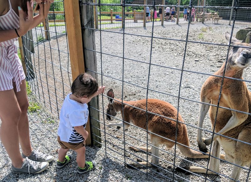 Over 400 Animals, 70-Plus Species, and Zero Boring Moments Over 400 Animals, 70-Plus Species, and Zero Boring Moments