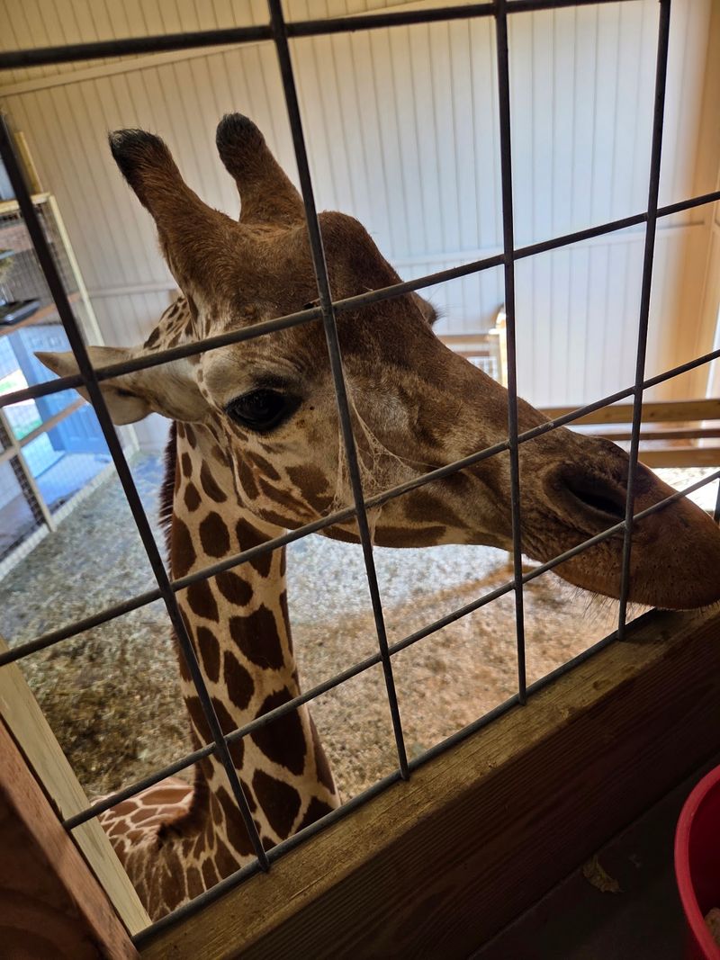 Overnight Stays - Sleeping Steps Away from the Animals