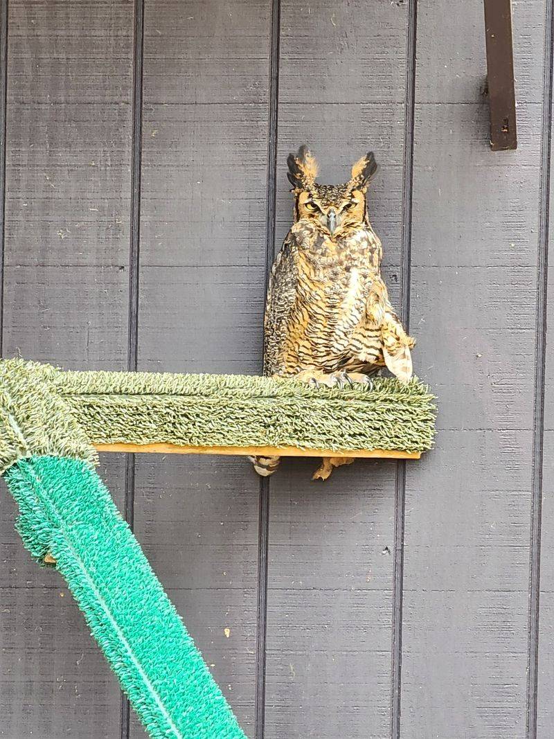 Owls, Falcons, and Feathered Surprises Owls, Falcons, and Feathered Surprises