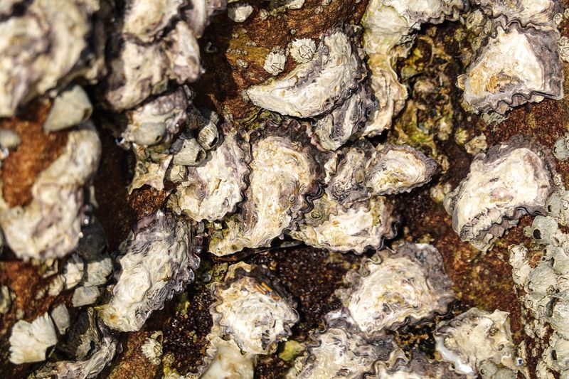 Oyster Reefs Are Home to Hundreds of Other Species Oyster Reefs Are Home to Hundreds of Other Species