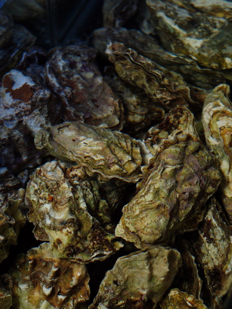 Oyster Reefs Help Protect Shorelines From Erosion Oyster Reefs Help Protect Shorelines From Erosion