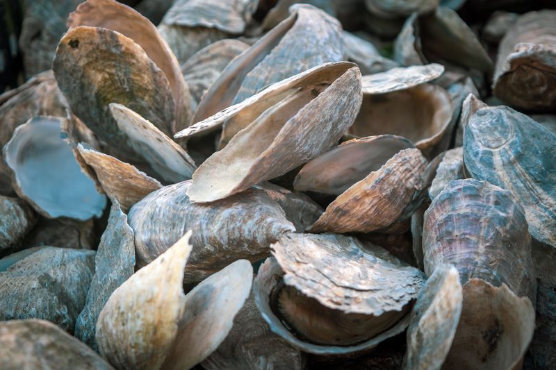 Oyster Shells Can Preserve Clues About Past Environments Oyster Shells Can Preserve Clues About Past Environments
