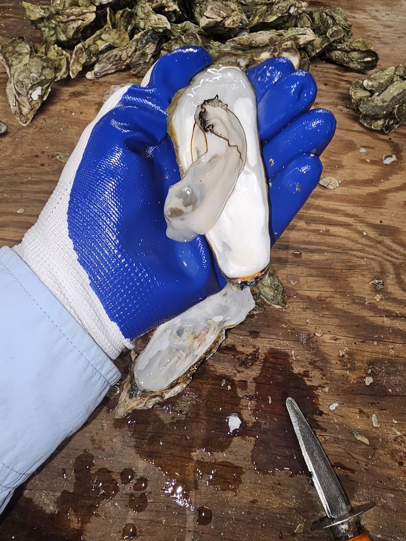 Oysters That Draw a Crowd Oysters That Draw a Crowd
