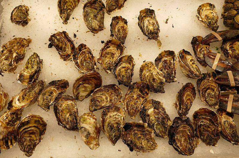 Oysters Oysters