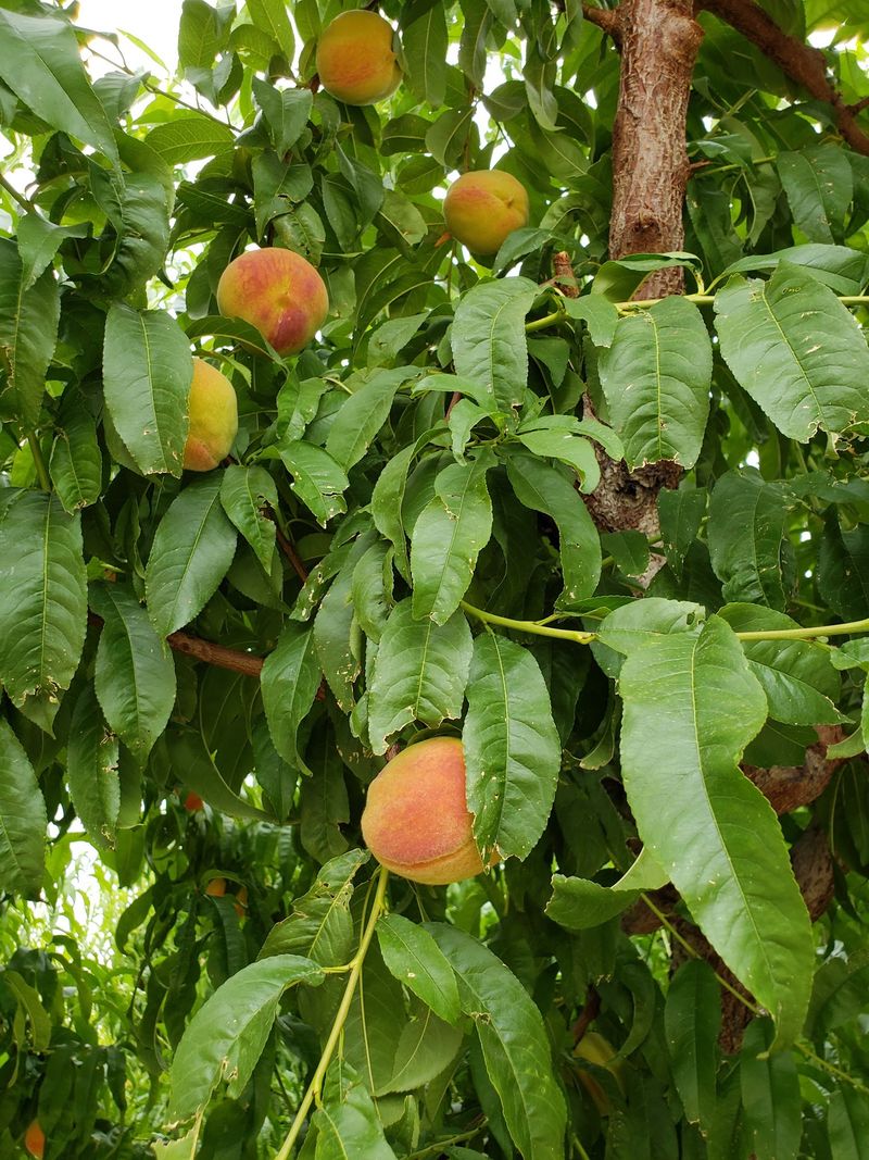 Palisade Peaches Make The Journey
