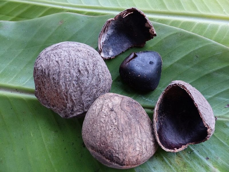 Pangium Edule (Kluwak) - Southeast Asia Pangium Edule (Kluwak) - Southeast Asia