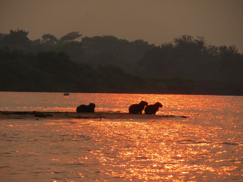Pantanal, Mato Grosso and Mato Grosso do Sul, Brazil