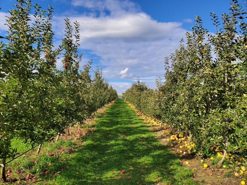Park Hill Orchard, Easthampton, MA