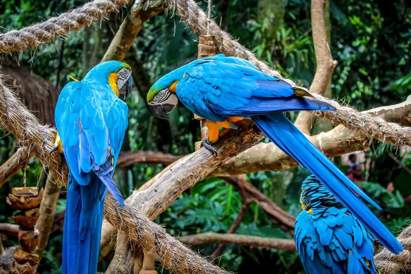 Parque das Aves, Foz do Iguaçu, Paraná, Brazil
