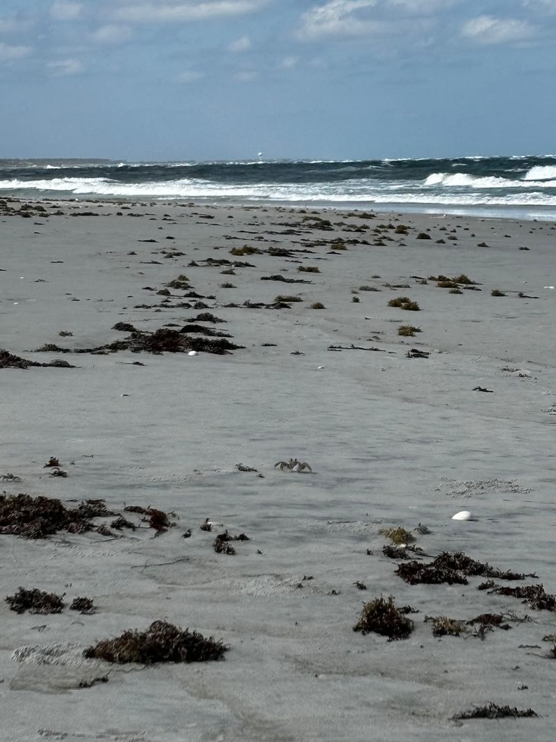 Pea Island Beach Pea Island Beach