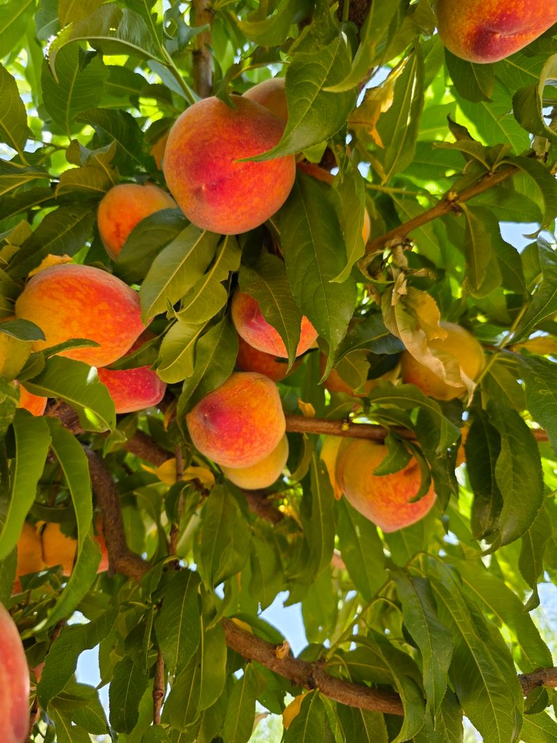 Peach Picking Season Peach Picking Season