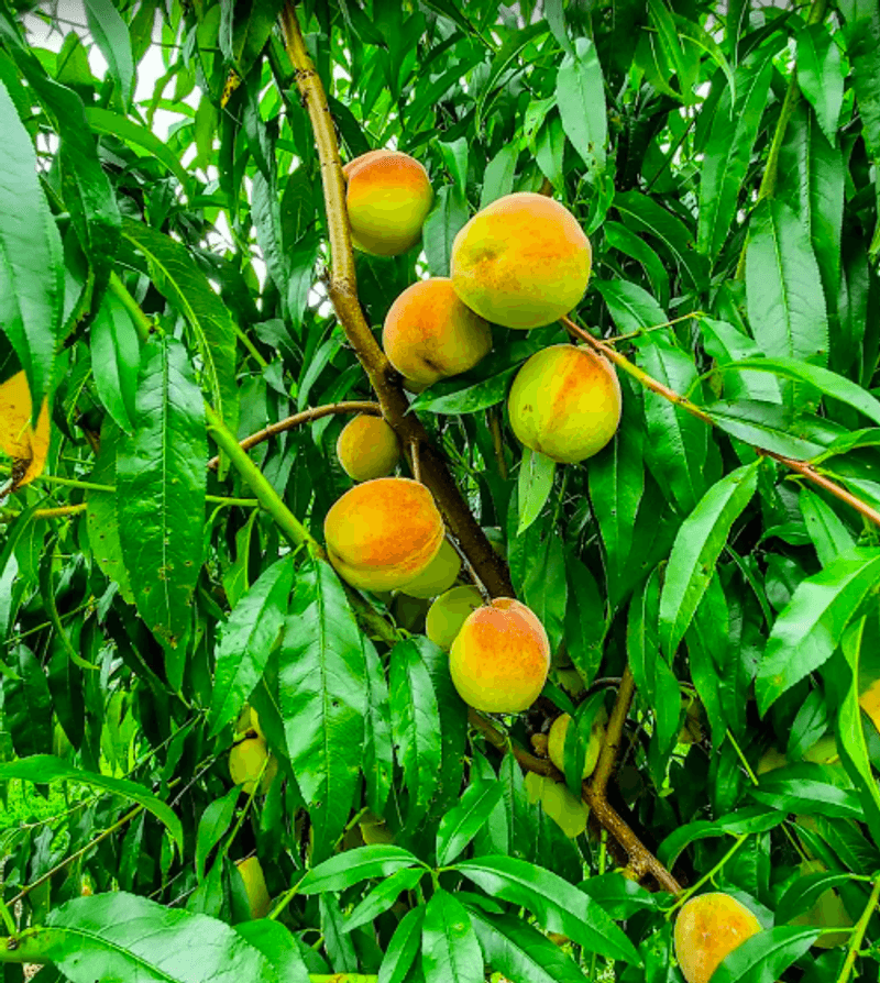 Peach Trees at the Peak of Summer Peach Trees at the Peak of Summer