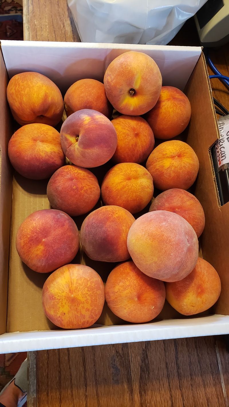 Peaches Picked At Perfect Ripeness Peaches Picked At Perfect Ripeness
