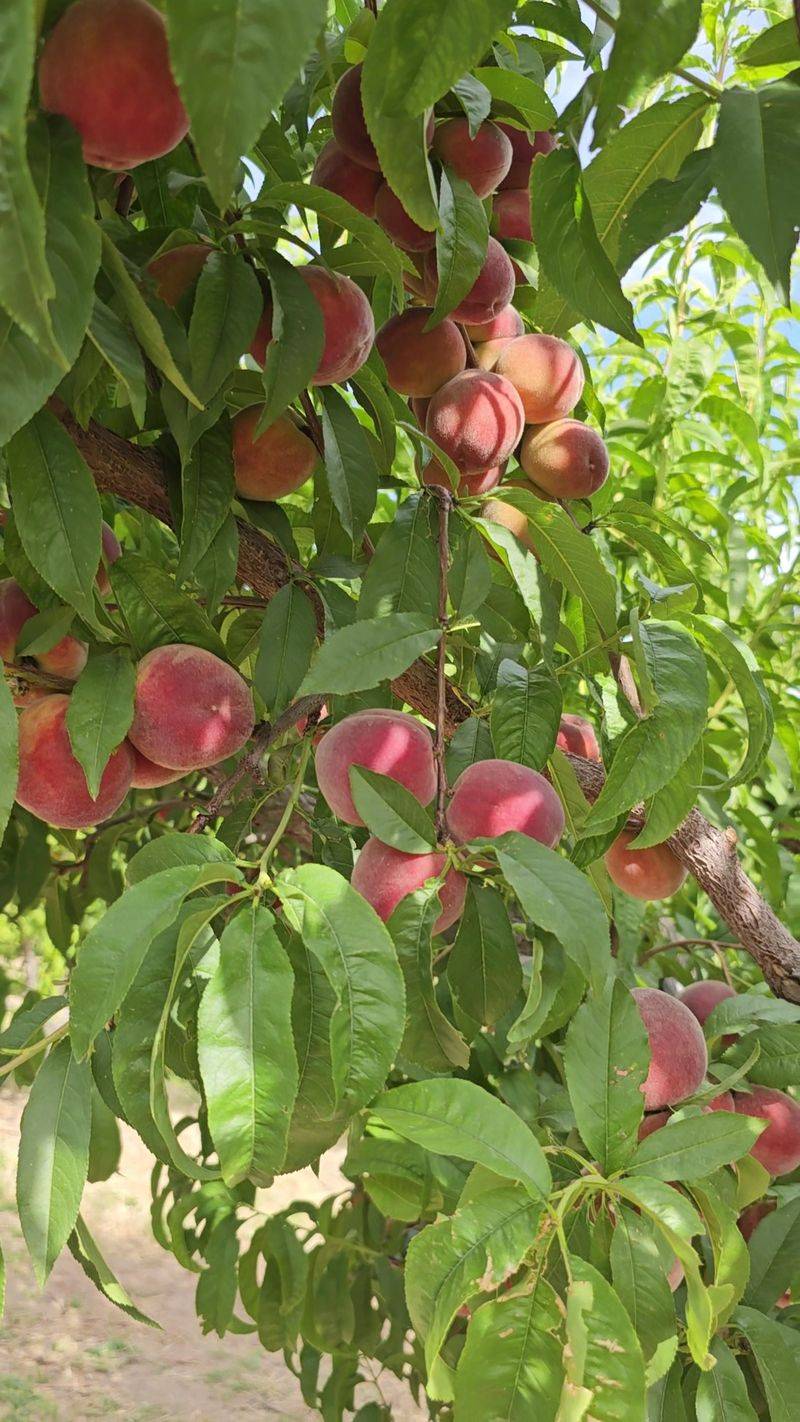 Peaches You Pick Straight From The Branch Peaches You Pick Straight From The Branch