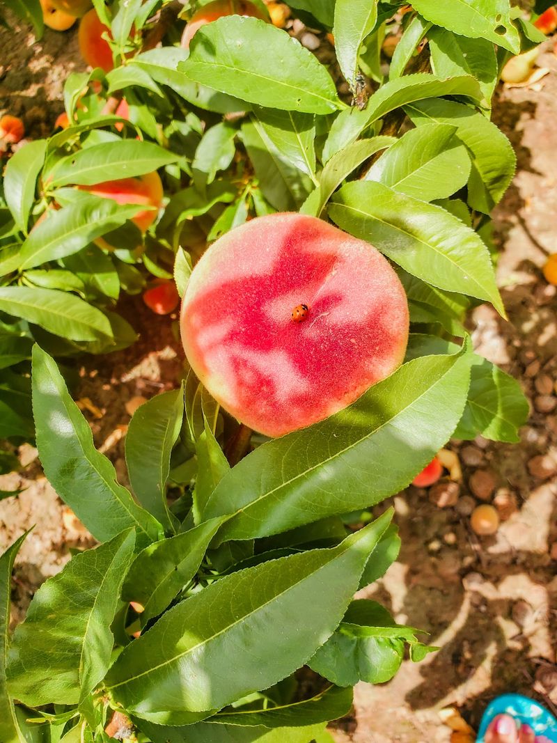 Peaches the Size of Softballs
