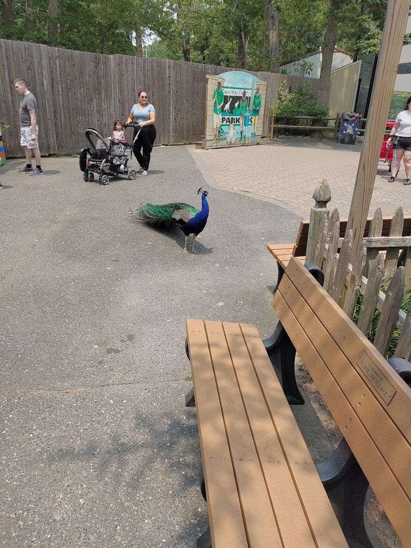 Peacocks Near The Start And Pathways That Make Sense Peacocks Near The Start And Pathways That Make Sense