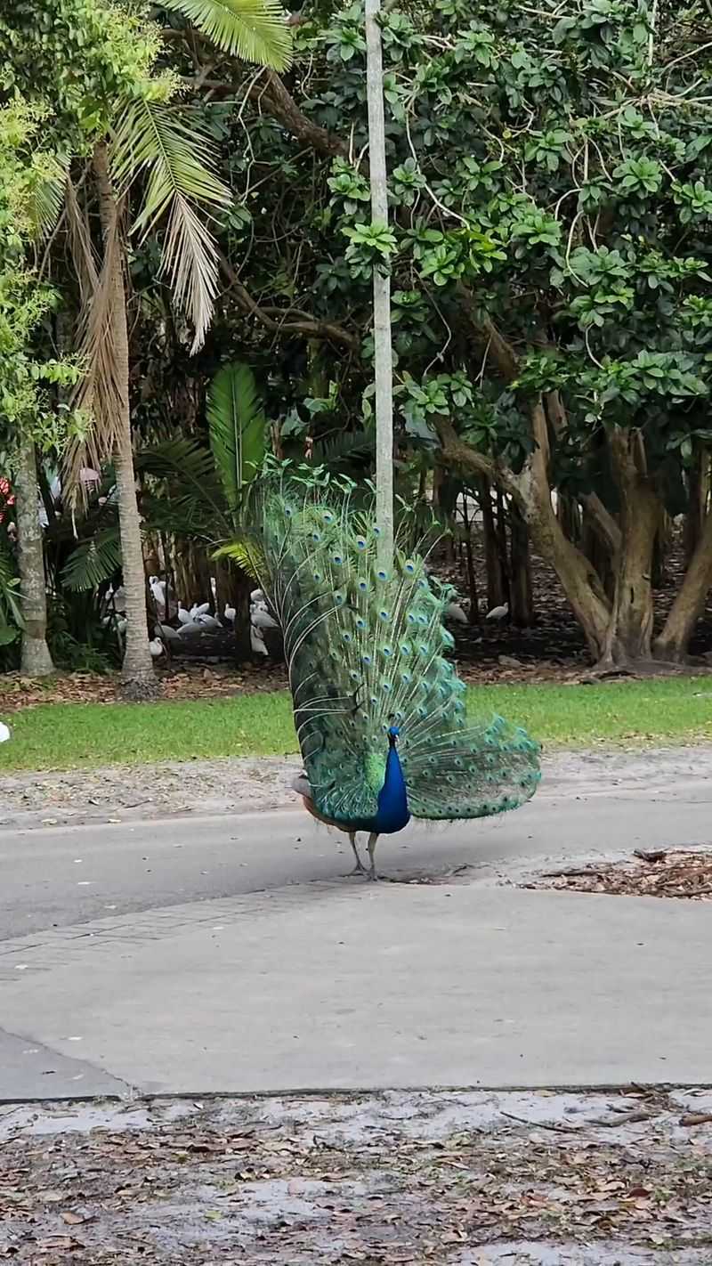 Peacocks, Otters, and Free-Roaming Surprises Peacocks, Otters, and Free-Roaming Surprises