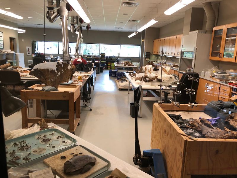 Peering Into the Fossil Lab Peering Into the Fossil Lab