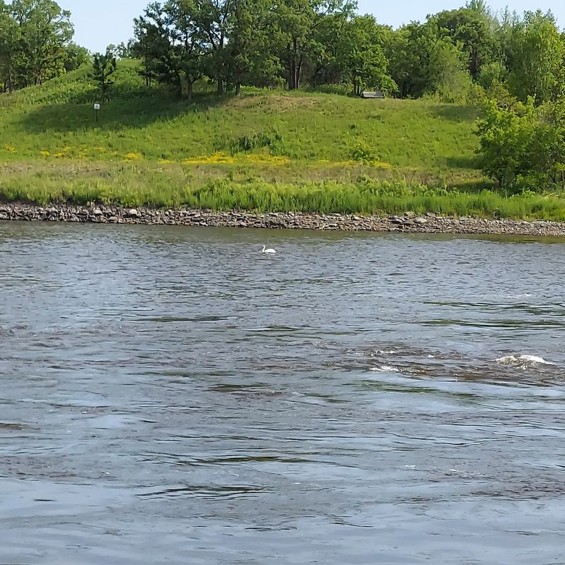Pelicans on the Rainy River Pelicans on the Rainy River