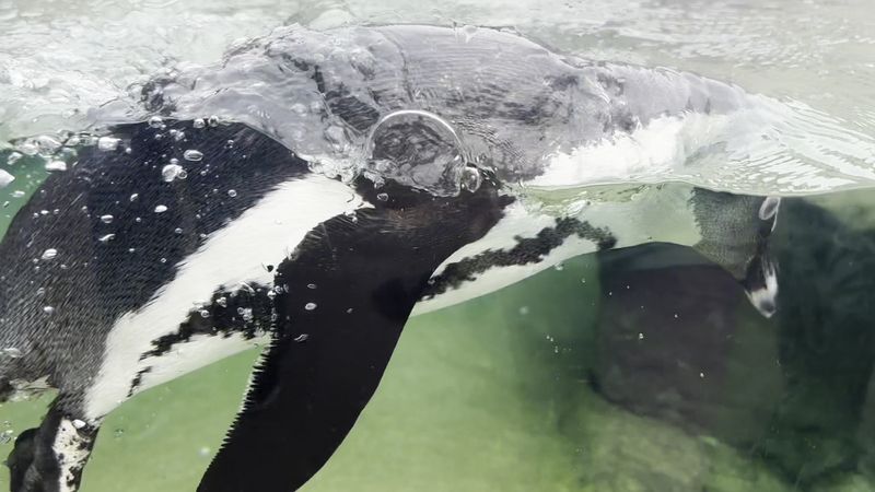 Penguin Point: Where You Can See the World From a Penguin's Perspective Penguin Point: Where You Can See the World From a Penguin's Perspective