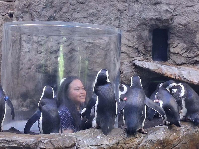 Penguins at Eye Level Penguins at Eye Level